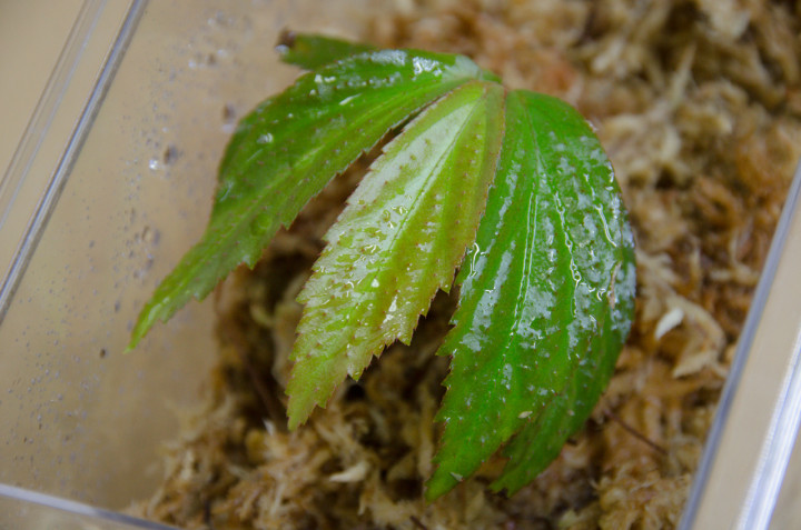 Begonia sp. “Selarang” (RIO)