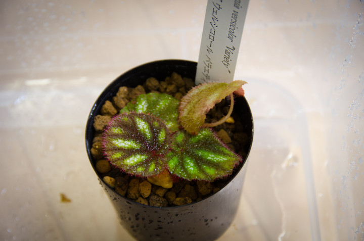 Begonia versicolor “Variety”