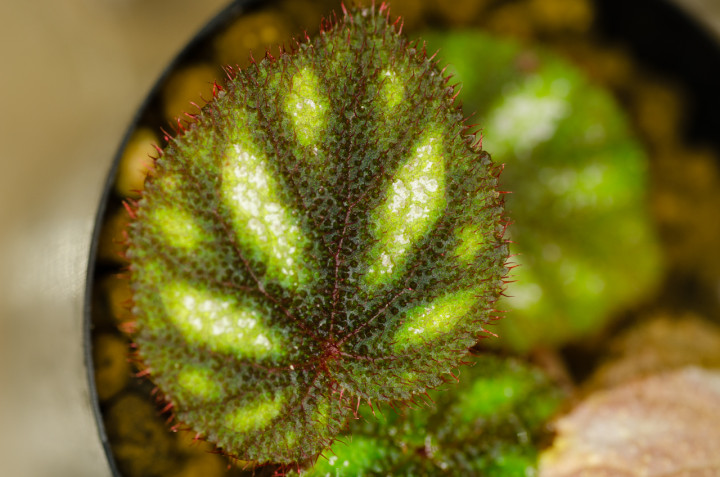 Begonia-versicolor-Variety_2