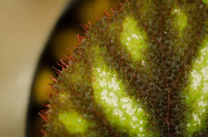 Begonia-versicolor-Variety_3